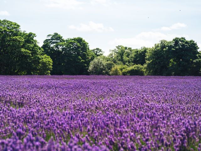 Purple lavender flowers bloom in a vast field, backed by lush green trees and a bright sky. Perfect for nature-themed marketing materials, floral product promotions, and illustrating serene rural environments.