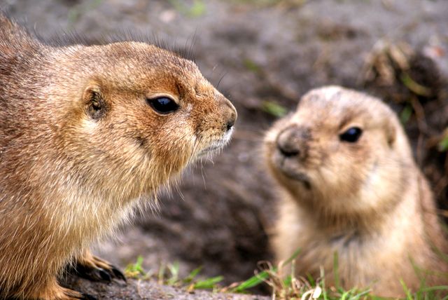 Two prairie dogs interacting in natural environment, perfect for wildlife education, nature blogs, animal behavior studies, or outdoor adventure marketing.