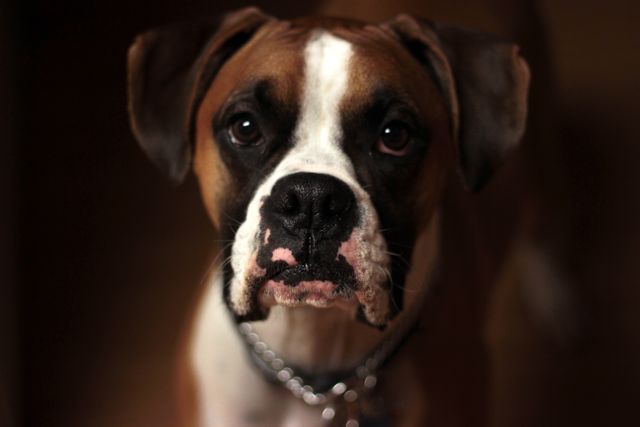 This image depicts a close-up of a Boxer dog with a chain collar, showing a curious expression. This image is ideal for use in pet-related advertisements, veterinary promotions, or articles about dog behavior and care. It can also serve as a touching visual in humane society campaigns or greeting cards.