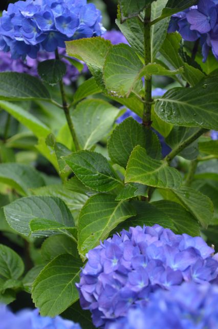 Close-up view of vibrant blue hydrangea flowers among green leaves. Ideal for botanical gardens, floral posters, or nature-themed projects. Great for promotion of gardening blogs, plant nursery advertisements, or seasonal decor inspirations.