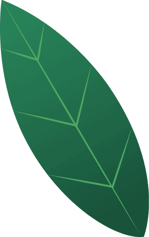 Green Leaf Illustration Isolated on Transparent Background - Download Free Stock Videos Pikwizard.com