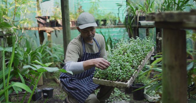 A male gardener is carefully holding a tray of seedlings in a lush greenhouse. He is wearing a striped apron and a baseball cap. The greenhouse is filled with various plants and gardening tools, conveying a productive and serene environment. This image can be used to illustrate topics related to gardening, sustainable farming, horticulture, and green lifestyle. Ideal for blogs, educational materials, and advertisements promoting agricultural practices and plant care.