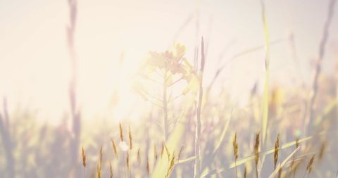 Sunny Meadow Landscape with Wildflowers and Grasses - Download Free Stock Images Pikwizard.com