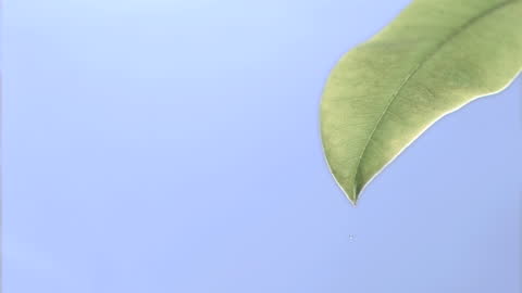 Serenity of Dew Droplets Dripping from Leaf on Clear Blue Background