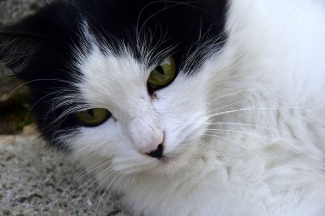 This close-up captures a black and white cat with bright green eyes lying down and relaxing. Ideal for use in pet care blogs, animal rights campaigns, or any project related to domestic animals and their behavior. Its calm and curious expression can appeal to cat lovers and add a warm, friendly touch to promotional materials for veterinary services or pet adoption drives.