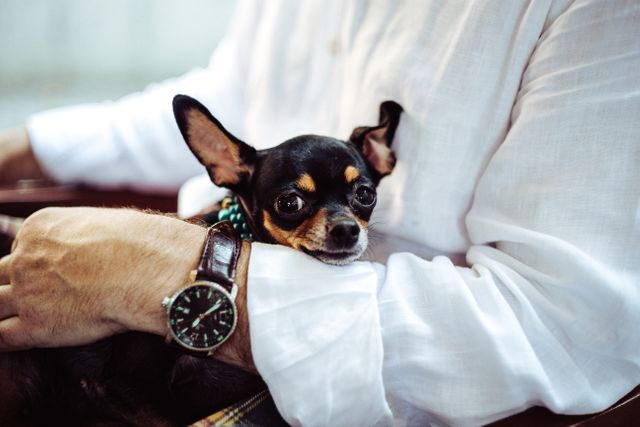 Small black and brown Chihuahua resting in owner's arms, man wearing white shirt and wristwatch. The photo captures the bond between pet and owner, showing relaxation and comfort. Ideal for use in pet care blogs, promotional material for pet products, or articles on human-animal relationships.