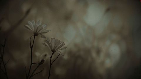 Mystical Daisies Silhouetted in Dusk with Dreamy Atmosphere