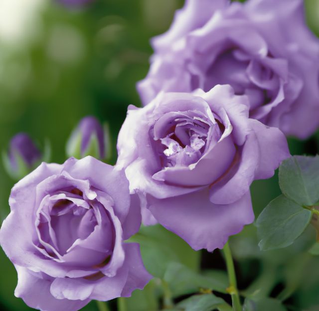 Perfect for gardening websites, floral arrangements, gift cards, desktop wallpapers, backgrounds, and nature-themed publications, this vibrant close-up captures the beauty of purple roses in full bloom. The image brings out the delicate texture and natural elegance of the petals, making it ideal for floral catalogs or eco-friendly brand promotions.