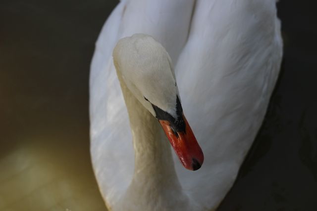 Close-up of graceful white swan on dark water - Download Free Stock Photos Pikwizard.com