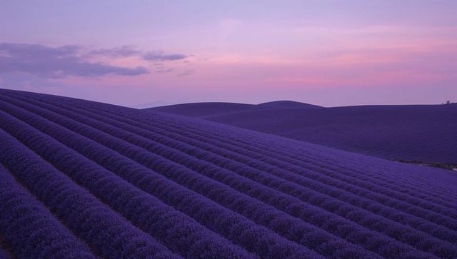 Lavender Field at Sunset with Pastel Sky
