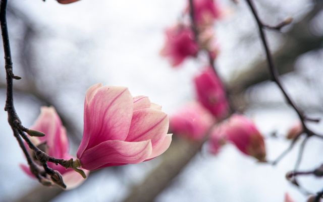 This close-up showcases the delicate beauty of blooming pink magnolia flowers on a branch. Perfect for use in spring-themed projects, environmental campaigns, floral decorations, botanical studies, and nature photography collections. The soft focus on the background highlights the velvety texture and vibrant color of the magnolias.