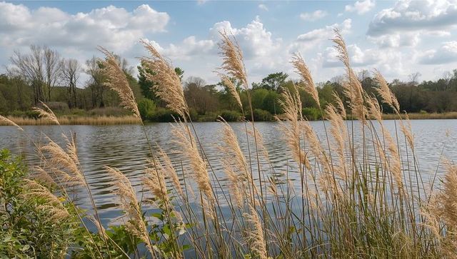 Golden reed grass swaying over calm lake reflecting blue sky and cumulus clouds