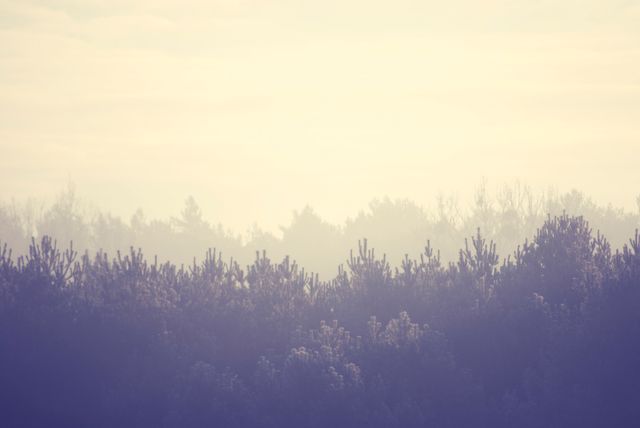 Serene Morning with Mystical Forest in Early Fog - Download Free Stock Photos Pikwizard.com