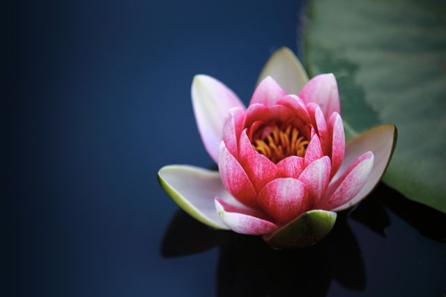 Beautiful Pink Water Lily Blooming on Pond - Download Free Stock Photos Pikwizard.com
