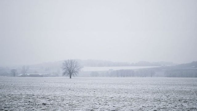 Standing solitary leafless tree in snowy rural field with distant barn and foggy hills