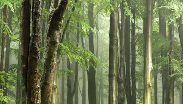 Panoramic View of Trees in Forest - Download Free Stock Photos Pikwizard.com