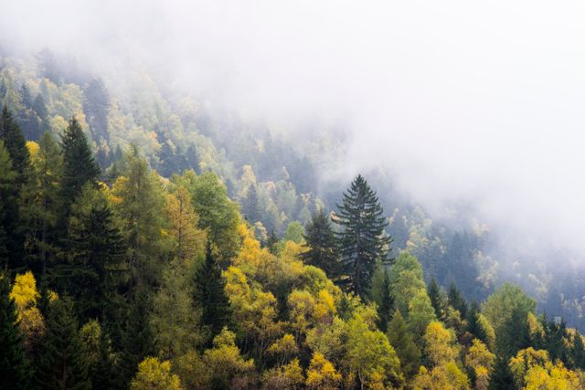 Depicting a serene forest during the fall season, with trees showcasing vibrant yellow, green, and orange foliage under a layer of mist. Ideal for use in nature-themed blogs, environmental awareness campaigns, travel brochures, and autumn-inspired designs.