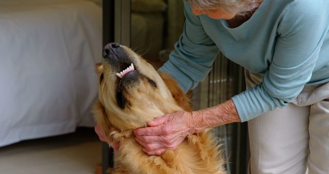 Senior woman lovingly petting a happy golden retriever inside a home, showcasing strong human-animal bond. Ideal for use in articles or ads related to pet care, companionship, senior well-being, and domestic life.