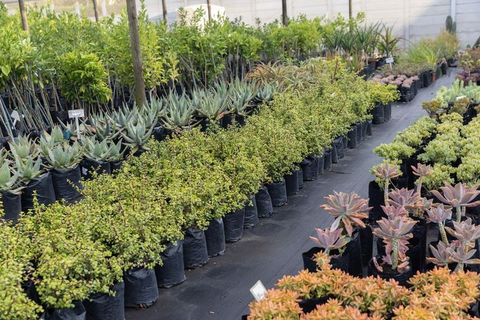 Nursery displaying rows of succulents in grow bags on black landscape fabric