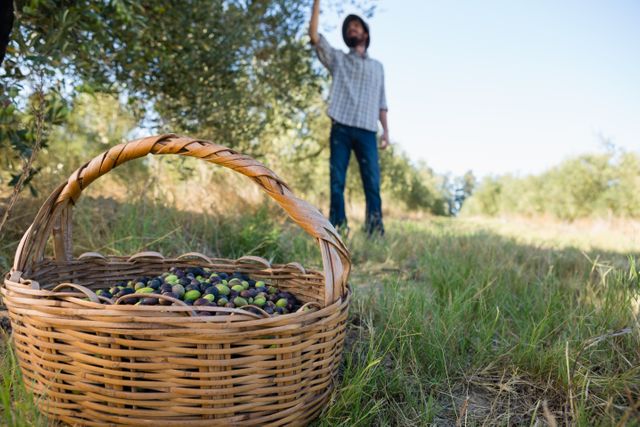 Farmer harvesting olives from tree in orchard on sunny day. Basket filled with freshly picked olives in foreground. Ideal for illustrating agricultural practices, organic farming, rural lifestyle, and seasonal harvest. Suitable for use in articles, blogs, and advertisements related to farming, nature, and organic produce.