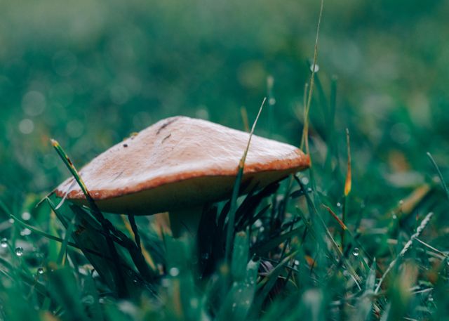 Focus on wild mushroom growing amidst fresh, dewy grass in natural outdoor environment. Suitable for ecological, environmental, or botanical themes, perfect for adding earthy, autumn vibes to any project or blog.