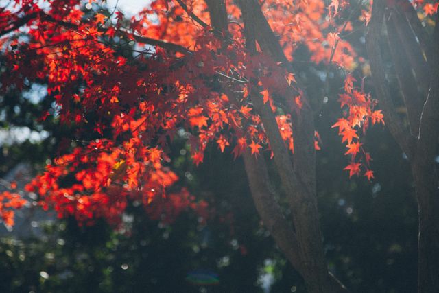 Sunlight Filtering Through Red Autumn Leaves on Tree Branch - Download Free Stock Photos Pikwizard.com
