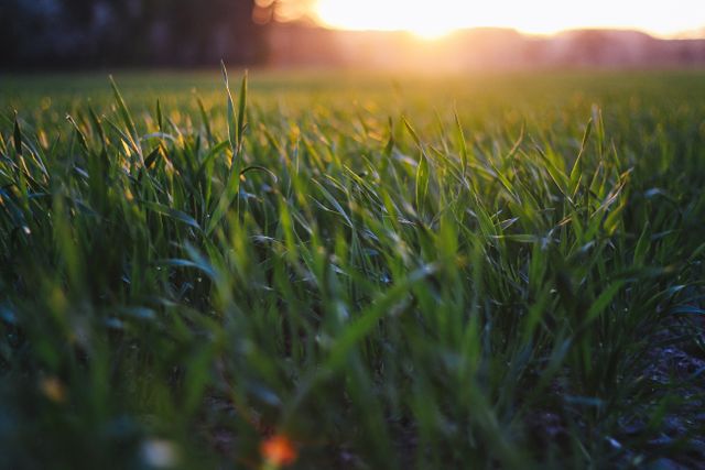 Sunset casting warm light over a green field with focus on blades of grass, conveying a sense of tranquility and natural beauty. Ideal for use in nature-related content, relaxation themes, outdoor activity promotions, or backgrounds requiring a peaceful and serene atmosphere.