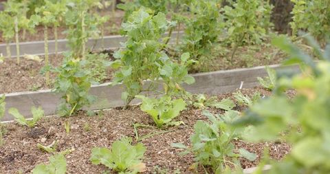 Growing leafy greens in rustic wooden raised beds with wood-chip mulch and scattered weeds