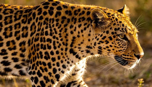 Leopard prowling through golden savanna light, close-up of rosette coat and focused gaze