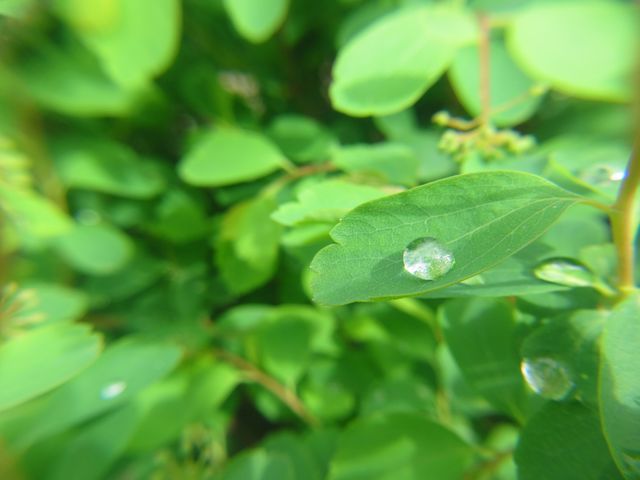 Closeup view of green leaves covered with water droplets from recent rain giving a fresh and natural appearance. Useful for illustrating concepts of nature, freshness, eco-friendliness, growth, and gardening. Suitable for websites, blogs, or advertisements focused on environmental themes, relaxation, or botanical products.