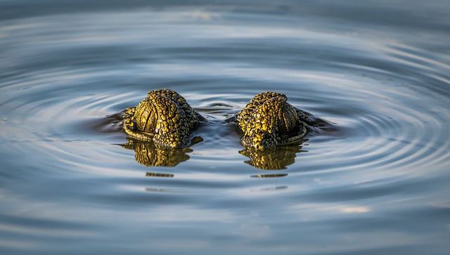 Crocodile pair surfacing in calm lake at golden hour with textured scutes and reflections