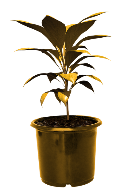 Transparent Golden Potted Plant with Vibrant Leaves - Download Free Stock Videos Pikwizard.com