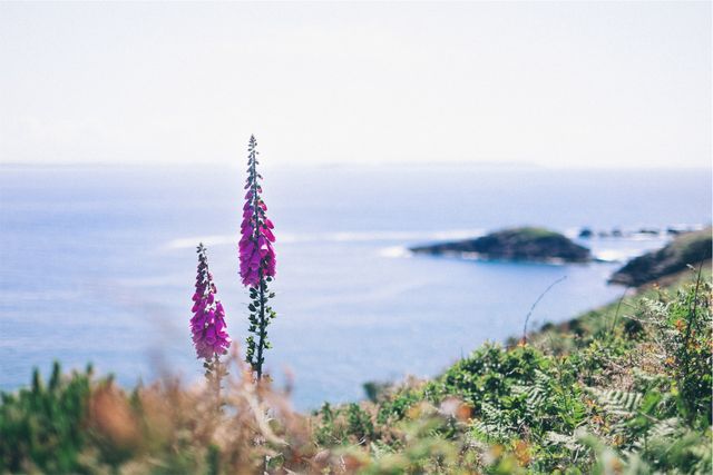 Purple Wildflowers Blooming by Ocean Cliffside - Download Free Stock Photos Pikwizard.com
