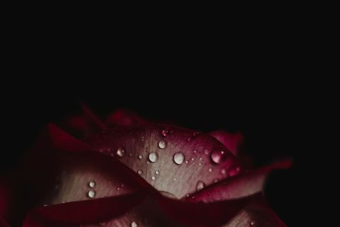 Close-up of red rose black background petals with dew drops in dim light