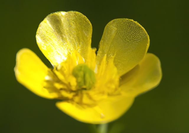 Close-up view of a vibrant yellow buttercup flower covered in dew, illuminated by sunlight. Ideal for use in botanical studies, gardening magazines, nature documentaries, or decorative wall art.