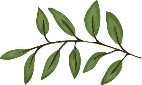 Stylized botanical branch with green leaves on transparent background