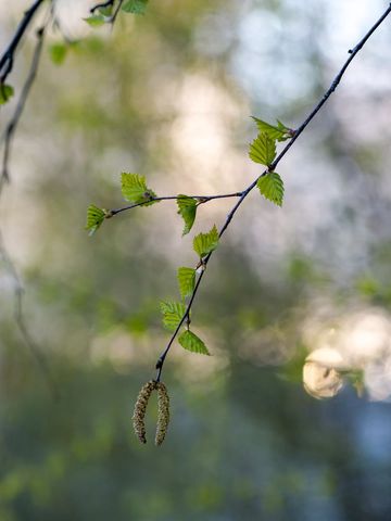 Close-up of birch branch in spring with budding birch leaves and flowers