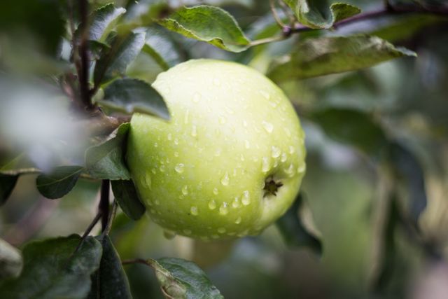Apple Fruit Food - Download Free Stock Photos Pikwizard.com