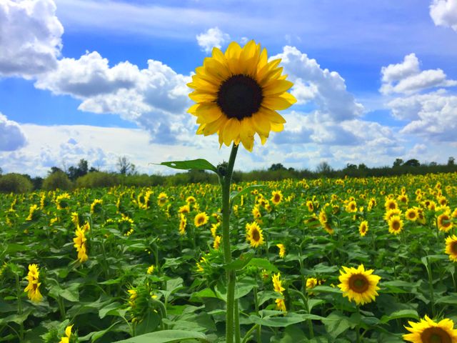 Vibrant Sunflower Field under Blue Sky with Clouds - Download Free Stock Photos Pikwizard.com