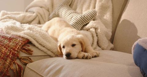 Golden Retriever Puppy Lounging on Beige Sofa with Cozy Blankets and Cushions