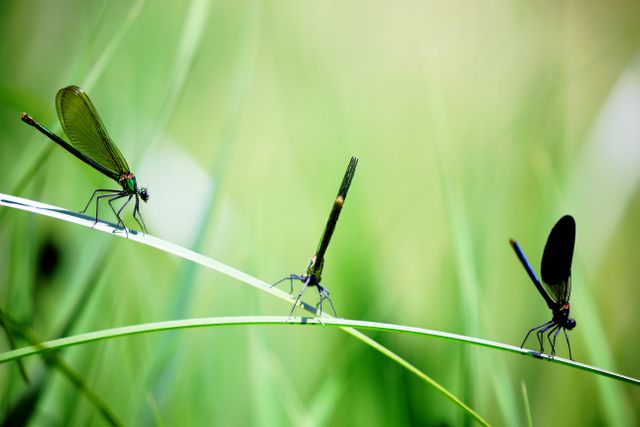 Three dragonflies are resting on blades of grass, showcasing their delicate wings in a natural setting. Ideal for use in nature-themed designs, educational material on insects, and environmental conservation campaigns. Perfect for illustrating the beauty and diversity of wildlife in outdoor scenes.