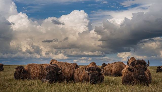Muskox Herd Resting on Arctic Grassland under Dramatic Cumulus Clouds