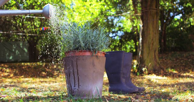 Picture shows water pouring from a watering can onto a potted plant in a garden. Pair of garden boots placed nearby in outdoor setting. Ideal for illustrating topics related to gardening, outdoor activities, nature, and green lifestyle.