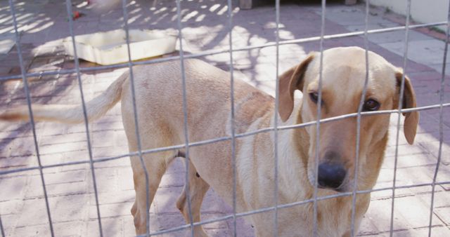 A dog looks through a metal fence, at a shelter. Its gaze suggests a longing for companionship or freedom from the enclosure.