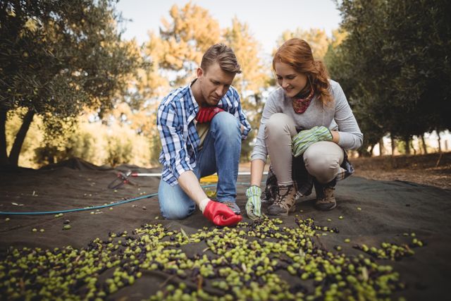 Young man and woman are harvesting olives in an orchard, showcasing teamwork and rural lifestyle. They are wearing casual clothing and gloves, indicating hands-on agricultural work. This image can be used for topics related to farming, agriculture, sustainable living, organic produce, and rural life.