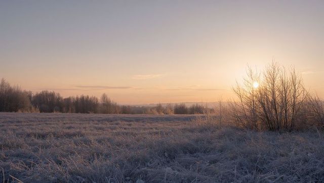 Hoarfrost glowing on meadow at sunrise with backlit leafless shrubs and distant treeline