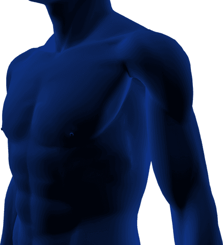 blue digital human torso on transparent background illustration - Download Free Stock Videos Pikwizard.com