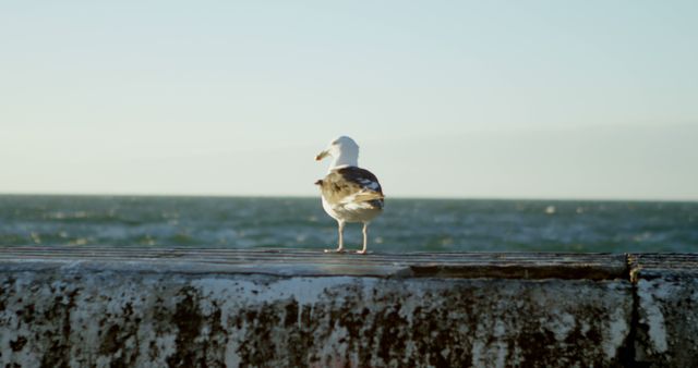 Seagull standing on pier overlooking vast ocean, with horizon in background. High-quality for use in projects about marine life, seascapes, travel, coastal wildlife, nature photography, and birdwatching. Perfect for travel blogs, wildlife documentaries, and environmental advocacy materials.