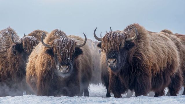 Standing musk oxen exhaling mist on snowy tundra, winter herd with shaggy brown fur