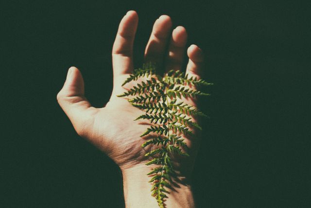 Hand holding a green fern leaf against a dark background, emphasizing the natural beauty and delicate texture of the plant. Perfect for themes related to nature, simplicity, organic living, and minimalism in various design and creative projects.